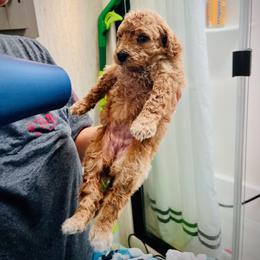 Poodle Puppies from Reuter Clan Poodles