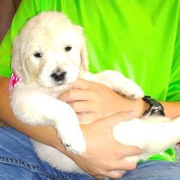 Goldendoodle Puppies from SUPERDog Doodles