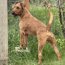 Irish Terrier and Scottish Terrier Puppies from Avonlea Terriers