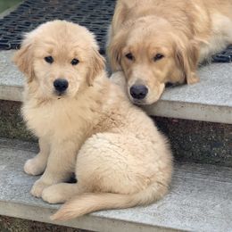 Golden Retriever Puppies from Davis Pond Goldens