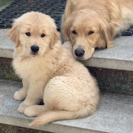 Golden Retriever Puppies from Davis Pond Goldens
