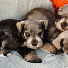 Dalmatians and Miniature Schnauzers from Bayou Schnauz and Dals