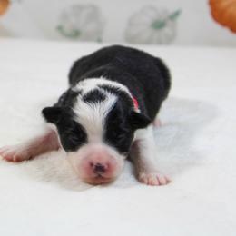 Blair - Black tri female Toy Australian Shepherd puppy in Bauxite, Arkansas from J & B Mini Aussies