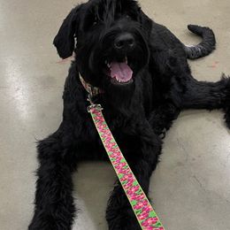 Rylee - Giant Schnauzer