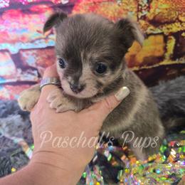 Versace - Merle female Chihuahua puppy in Bowdon, Georgia from Paschal's Pups