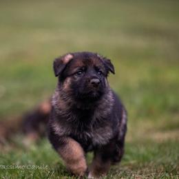 German Shepherd Puppies from Di Massimo Canile