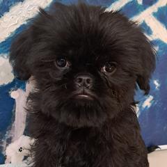 Brussels Griffon Puppies from Brussels and Broodle's and Shiffon's oh my