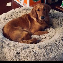 Golden Retriever All Grown Up from BellaRosa Legacy Goldens