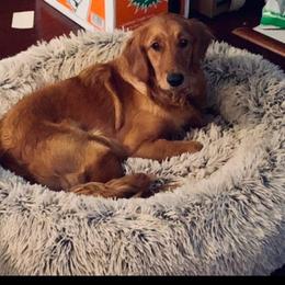 Golden Retriever All Grown Up from BellaRosa Legacy Goldens