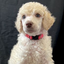 Pink collar - White Poodle puppy in Melbourne, Florida from A&J Poodles