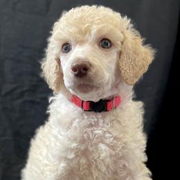 Pink collar - White Poodle puppy in Melbourne, Florida from A&J Poodles