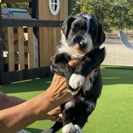 Moose - Black and white male Bernedoodle puppy in Yuba City, California from Ranch House Doodles