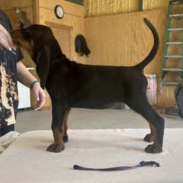 Black and Tan Coonhound Puppies from Classic Coonhounds
