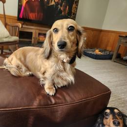 Indy - Dachshund