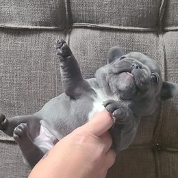 French Bulldog Puppies from Galm Frenchies