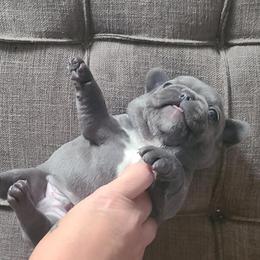 French Bulldog Puppies from Galm Frenchies