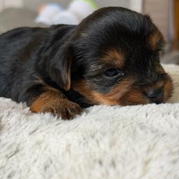 Lulu - Black and tan female Yorkshire Terrier puppy in Chesapeake, Virginia from Prestige Yorkies of Virginia