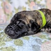 Molosser (Bully x) Puppies from Riot River Mastiffs