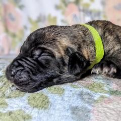 Molosser (Bully x) Puppies from Riot River Mastiffs
