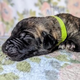Molosser (Bully x) Puppies from Riot River Mastiffs