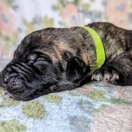 Molosser (Bully x) Puppies from Riot River Mastiffs