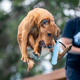 Rumor - Labrador Retriever