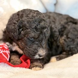 Biscuit - Phantom male Poodle puppy in Poplarville, Mississippi from Southern Belle Poodles