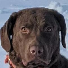 Chesapeake Bay Retrievers and Golden Retrievers from Lakes 'N Fields Retrievers