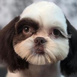 Milo - Liver and white male Shih Tzu puppy in Parma, Ohio from D's DeVine Shih-Tzu