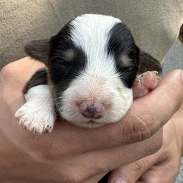 Boy 2 - Black and tan Pembroke Welsh Corgi puppy in Liberty, Tennessee from Taylor's Corgi's