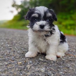 Companion Cross, Mal-Shi, Maltese, Maltipoo, Morkie, and Shih Tzu Puppies from Seeking Shalom Acres Maltese, Maltipoos & Havamalts