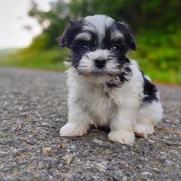 Companion Cross, Mal-Shi, Maltese, Maltipoo, Morkie, and Shih Tzu Puppies from Seeking Shalom Acres Maltese, Maltipoos & Havamalts
