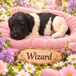 Wizard - Parti male Poodle puppy in Washington, Pennsylvania from Patriotic Poodles