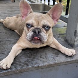 Kennedy - Fawn and white female French Bulldog puppy in Davenport, Iowa from QC Finest Frenchies & Brussels