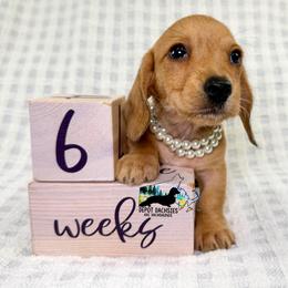 Gretta AKC - Red female Dachshund puppy in South Easton, Massachusetts from Depot Dachsies