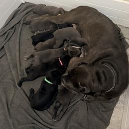 Green - Black male Cane Corso puppy in Sullivan, Missouri from Midwest Cane Corso in Action