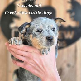 Girl 1 - Blue female Australian Cattle Dog puppy in Monroe, North Carolina from Creek View Cattle Dogs
