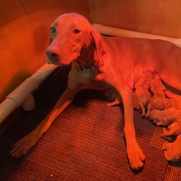Sweetie - Vizsla