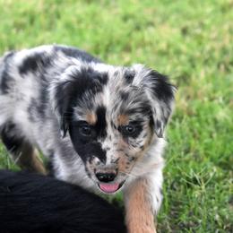MIST - Blue merle female Australian Shepherd puppy in San Tan Valley, Arizona from Mott Ranch - Blazin' Sun Aussies