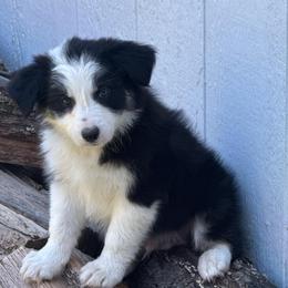 Till - Black and white male Border Collie puppy in Mckinney, Texas from Border Collies of Ruidoso