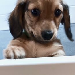Male 1- green rainbow collar - Cream male Dachshund puppy in Fostoria, Michigan from Jensen Dobermans and Dachshunds