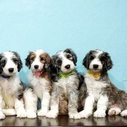 Aussiedoodle Puppies from Southwest Florida Doodles