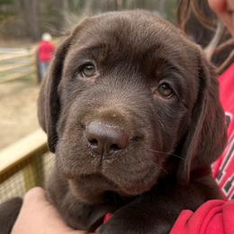 Olivia - Labrador Retriever