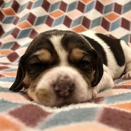 Beagle Puppies from Beech Grove Beagles