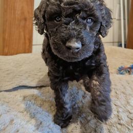 Ember - Black phantom female Aussiedoodle puppy in Yacolt, Washington from Aussiedoodles by Maggie
