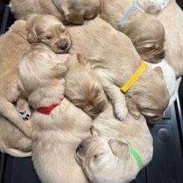 Purple girl - Golden female Golden Retriever puppy in Sandy, Utah from North Star Goldens