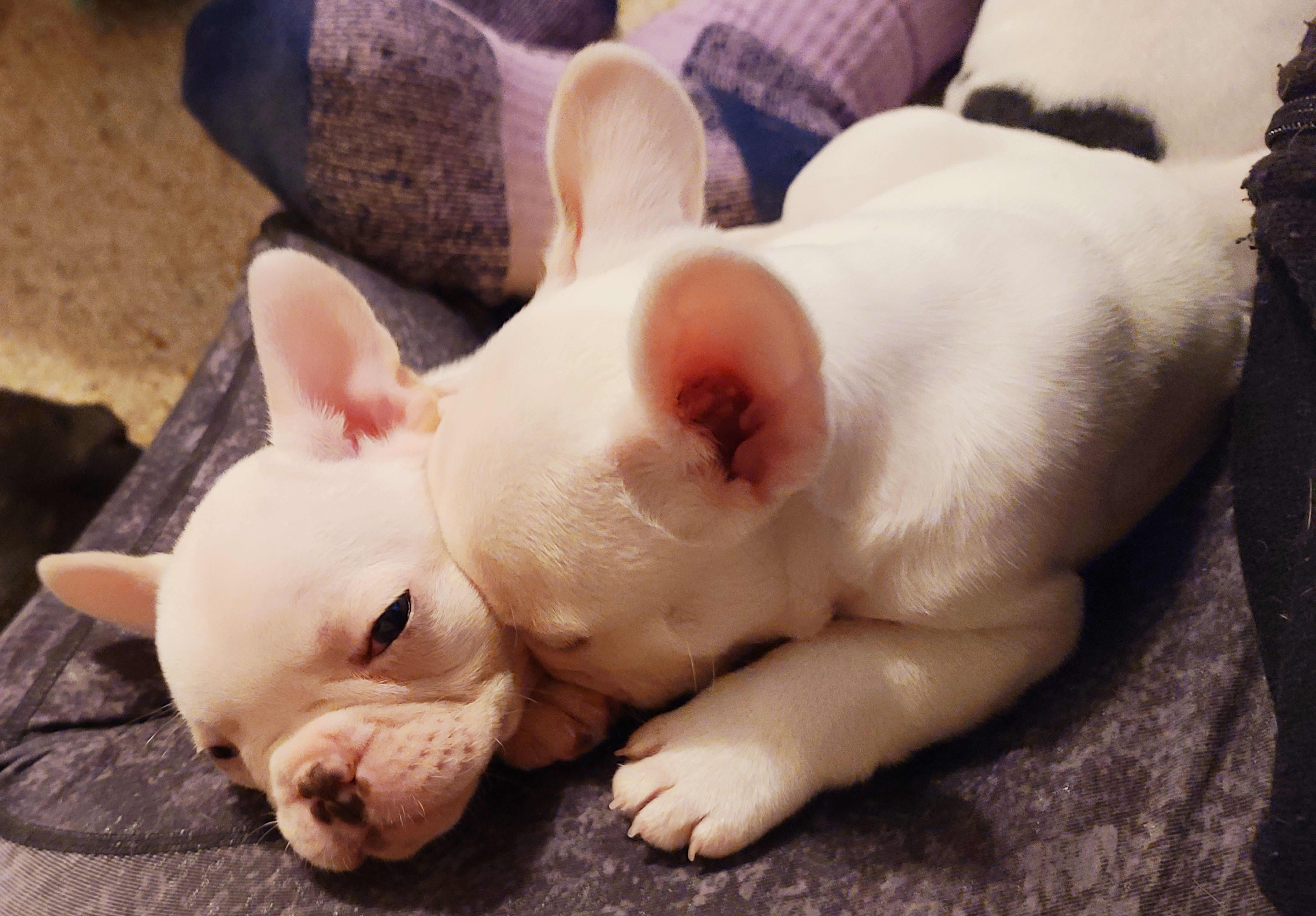 French Bulldog Puppies from Cry Havoc Frenchies