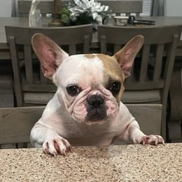 French Bulldogs from Bullyville Bullies