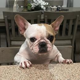 French Bulldogs from Bullyville Bullies