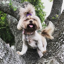 Shih Tzu Puppies from Savage Elegance Texas